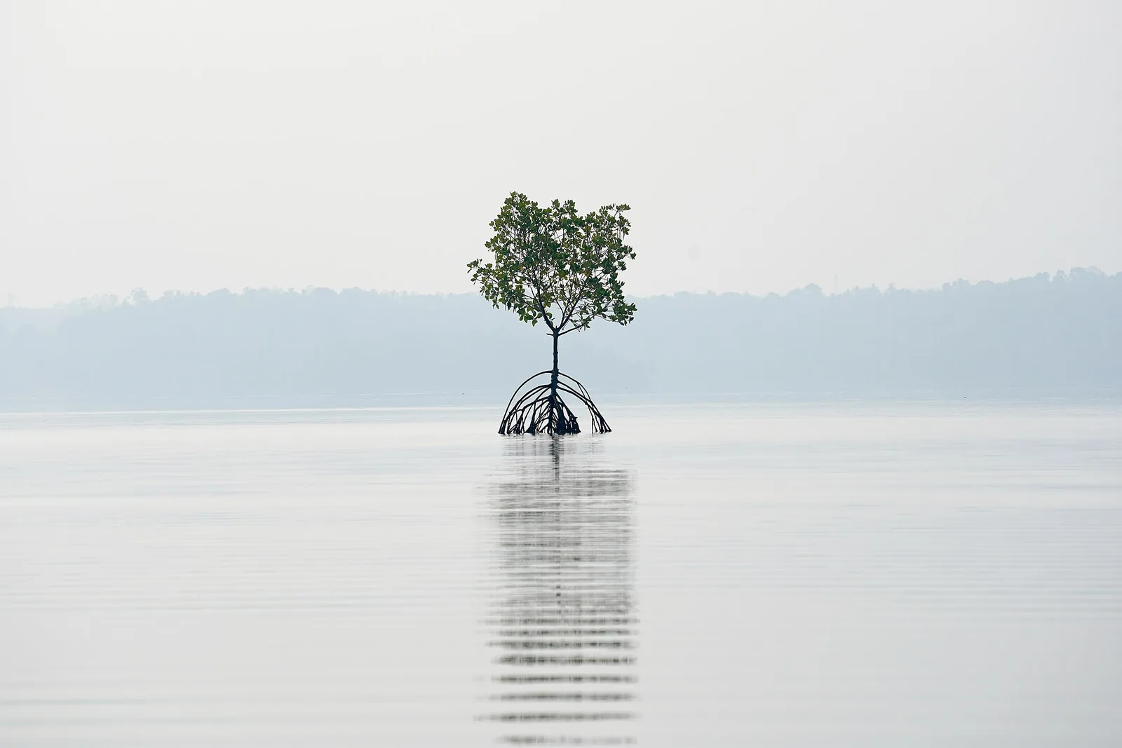 A lone mangrove tree reflects on Ashtamudi Lake’s calm surface, Kollam, Kerala.