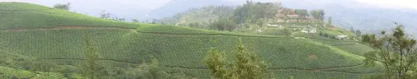 Munnar tea gardens, Kerala