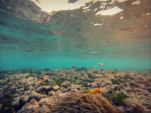 Coral reef in the shallow Kadmat lagoon, photographed underwater