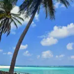 Turquoise water laps white sand while coconut palms sway on Agatti Island.