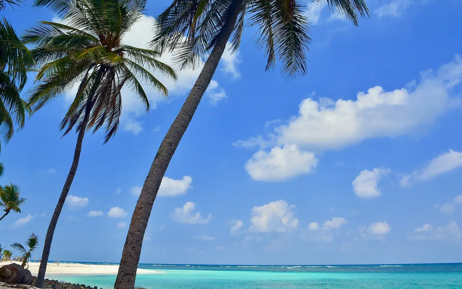 Turquoise water laps white sand while coconut palms sway on Agatti Island.