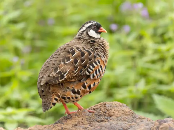 Male painted bush‑quail perched on a shrub, bright orange throat and black head in Mahabaleshwar