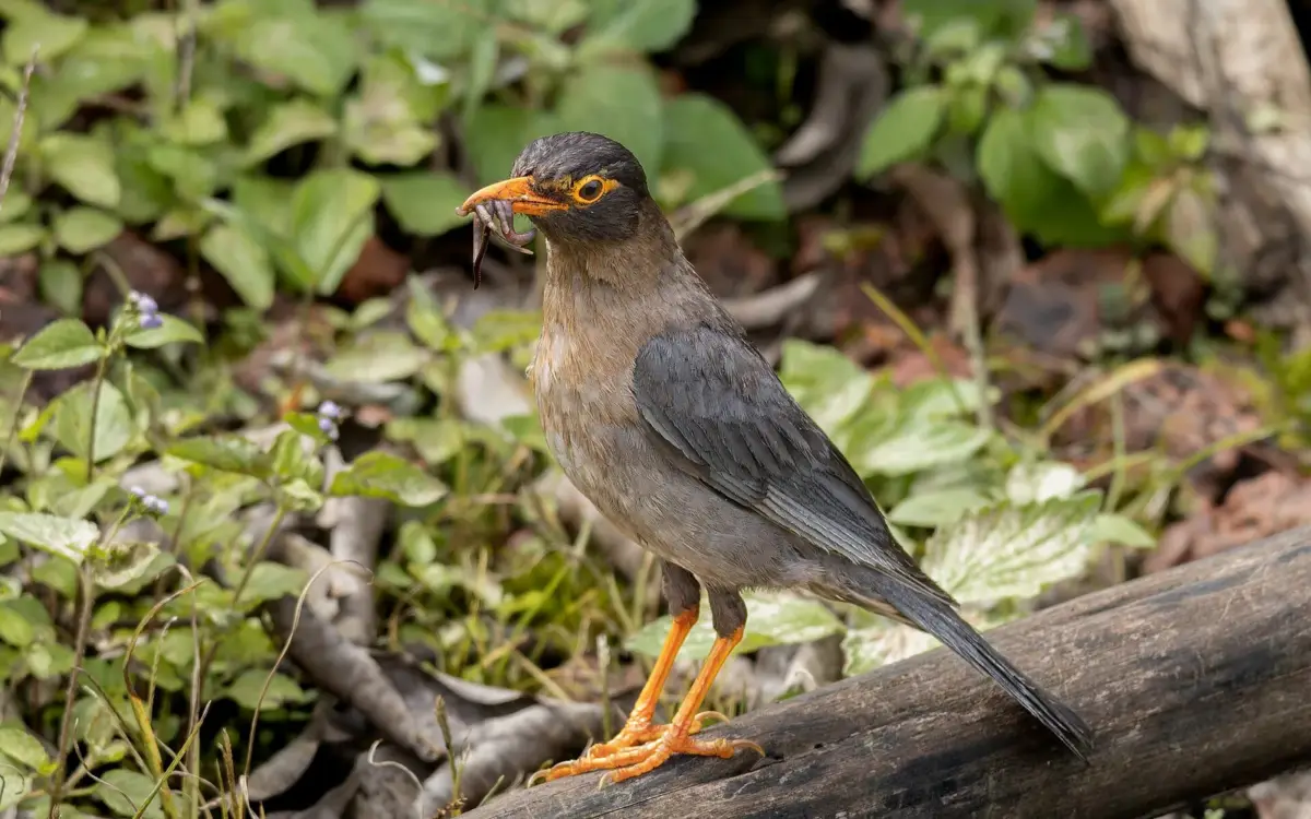 Male Indian blackbird pulling a worm from leaf litter, brown plumage in Mahabaleshwar