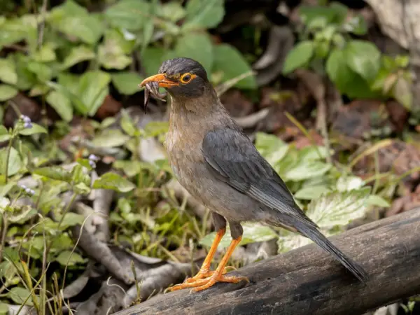 Male Indian blackbird pulling a worm from leaf litter, brown plumage in Mahabaleshwar