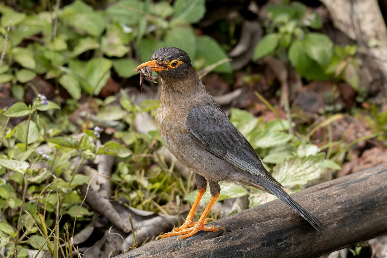 Male Indian blackbird pulling a worm from leaf litter, brown plumage in Mahabaleshwar