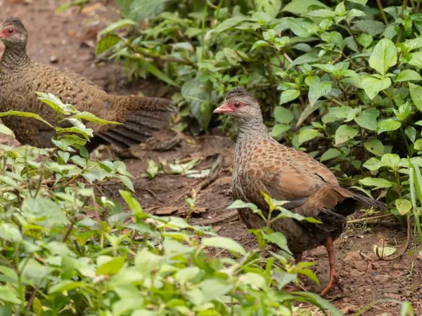 Red spurfowl standing on forest floor, reddish brown body and white tail bars in Mahabaleshwar