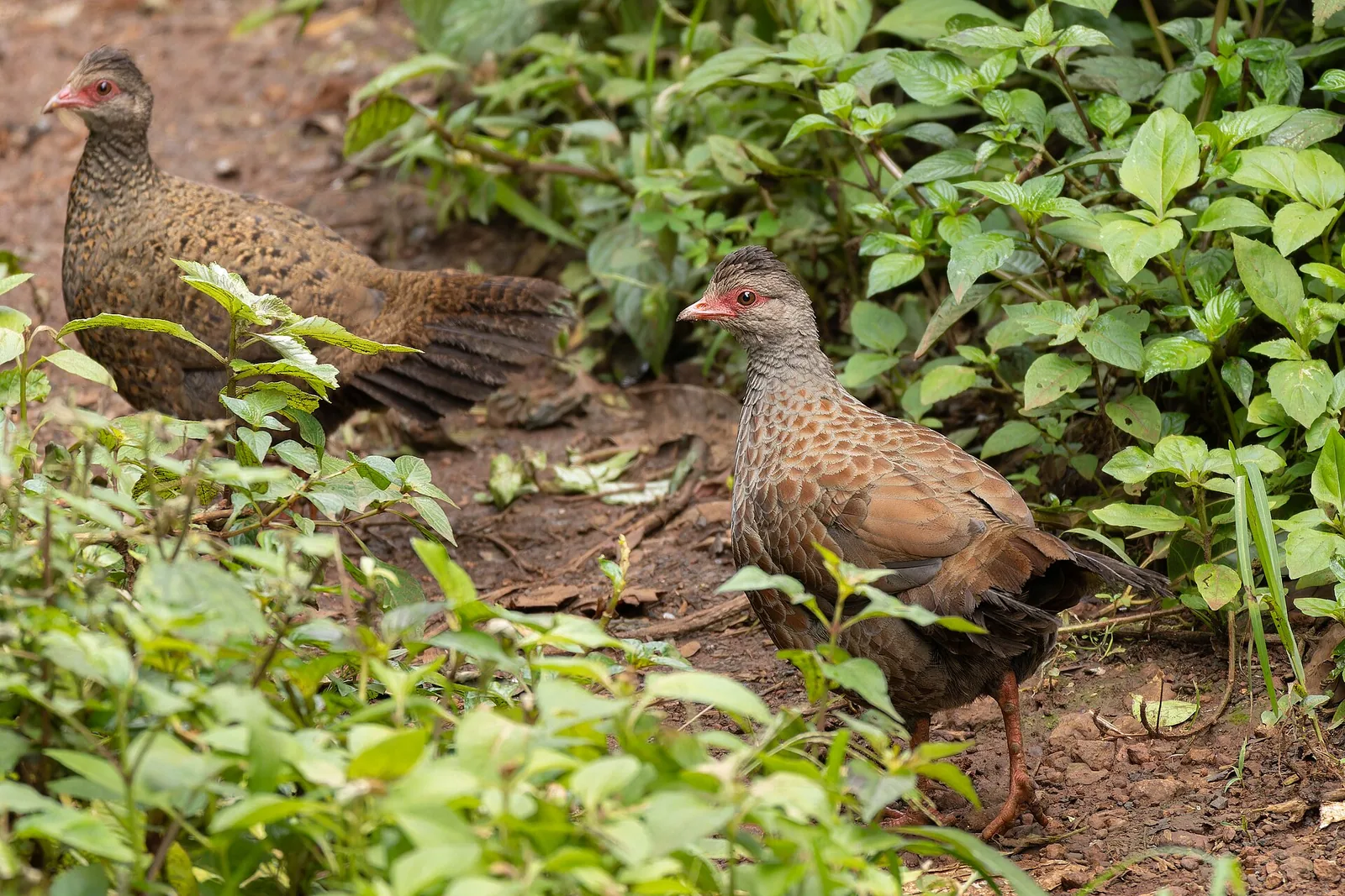 Red spurfowl standing on forest floor, reddish brown body and white tail bars in Mahabaleshwar