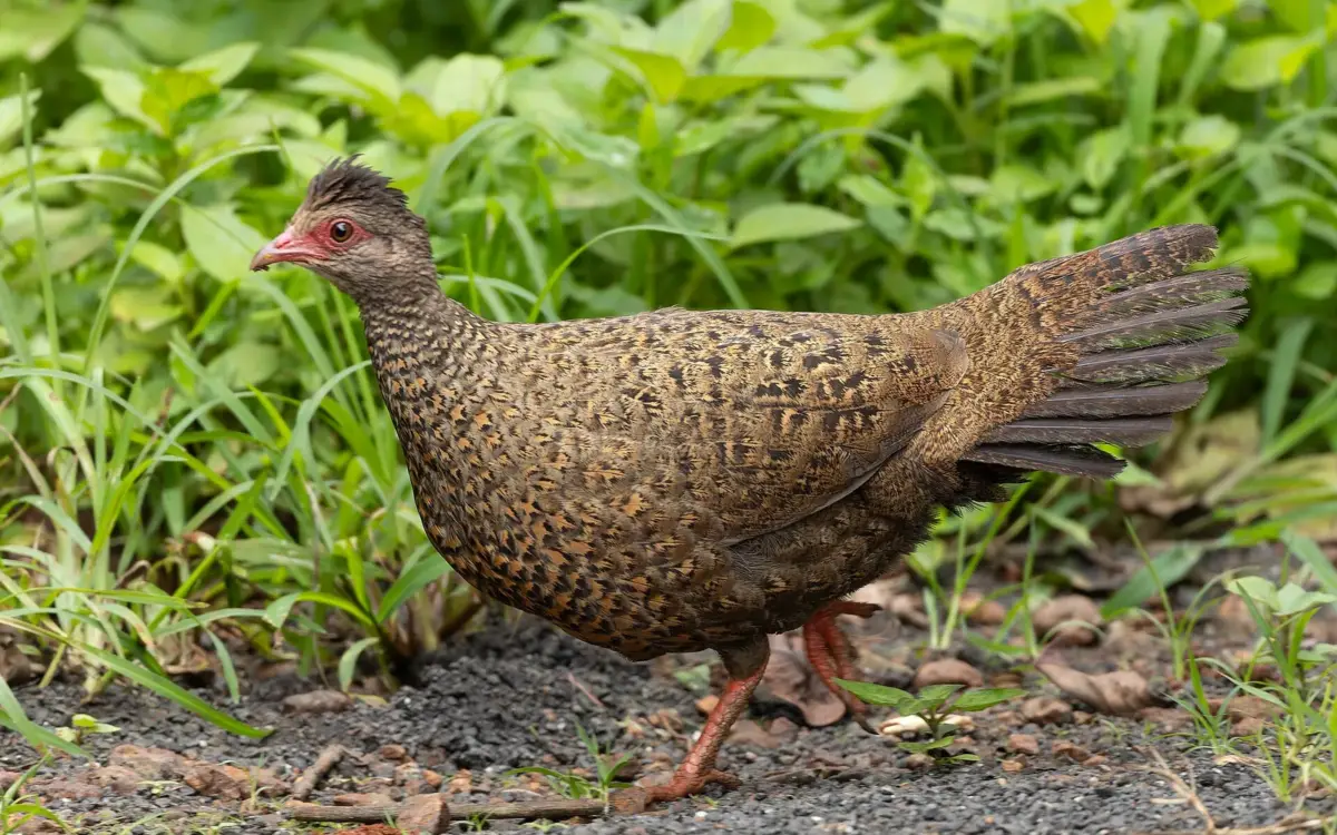 Red spurfowl foraging among leaf litter, head tilted, Mahabaleshwar