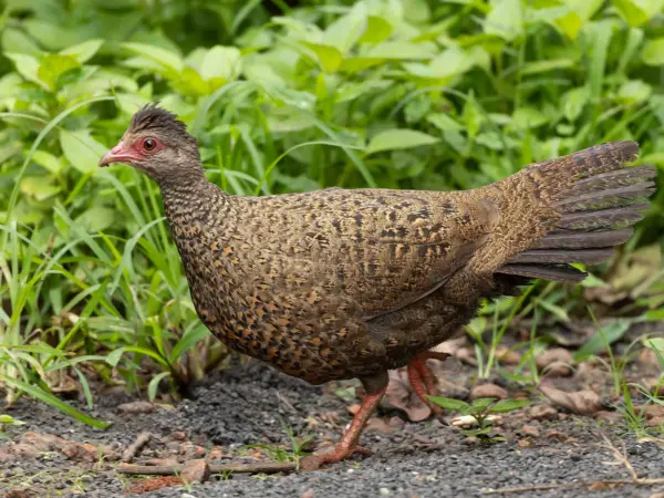 Red spurfowl foraging among leaf litter, head tilted, Mahabaleshwar