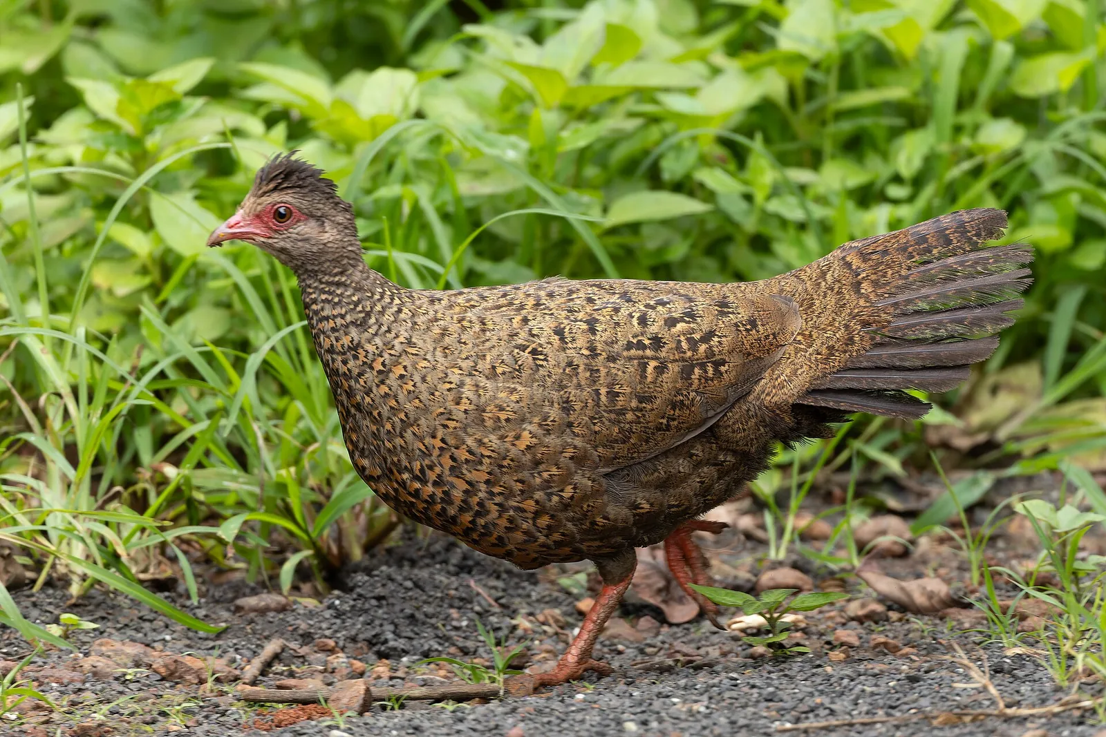 Red spurfowl foraging among leaf litter, head tilted, Mahabaleshwar