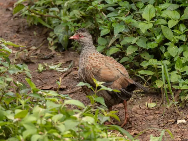 Red spurfowl perched on a low branch, tail fanned, Mahabaleshwar