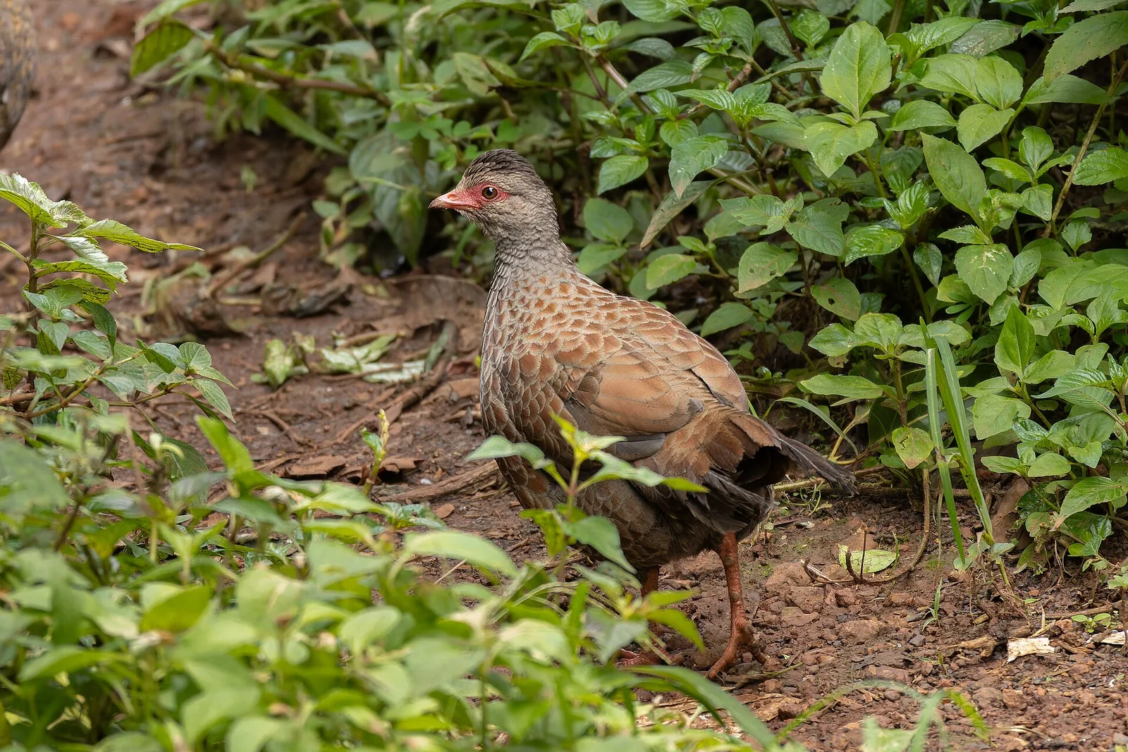 Red spurfowl perched on a low branch, tail fanned, Mahabaleshwar