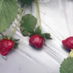 Strawberry rows on a hill, ripe red berries glistening in Mahabaleshwar