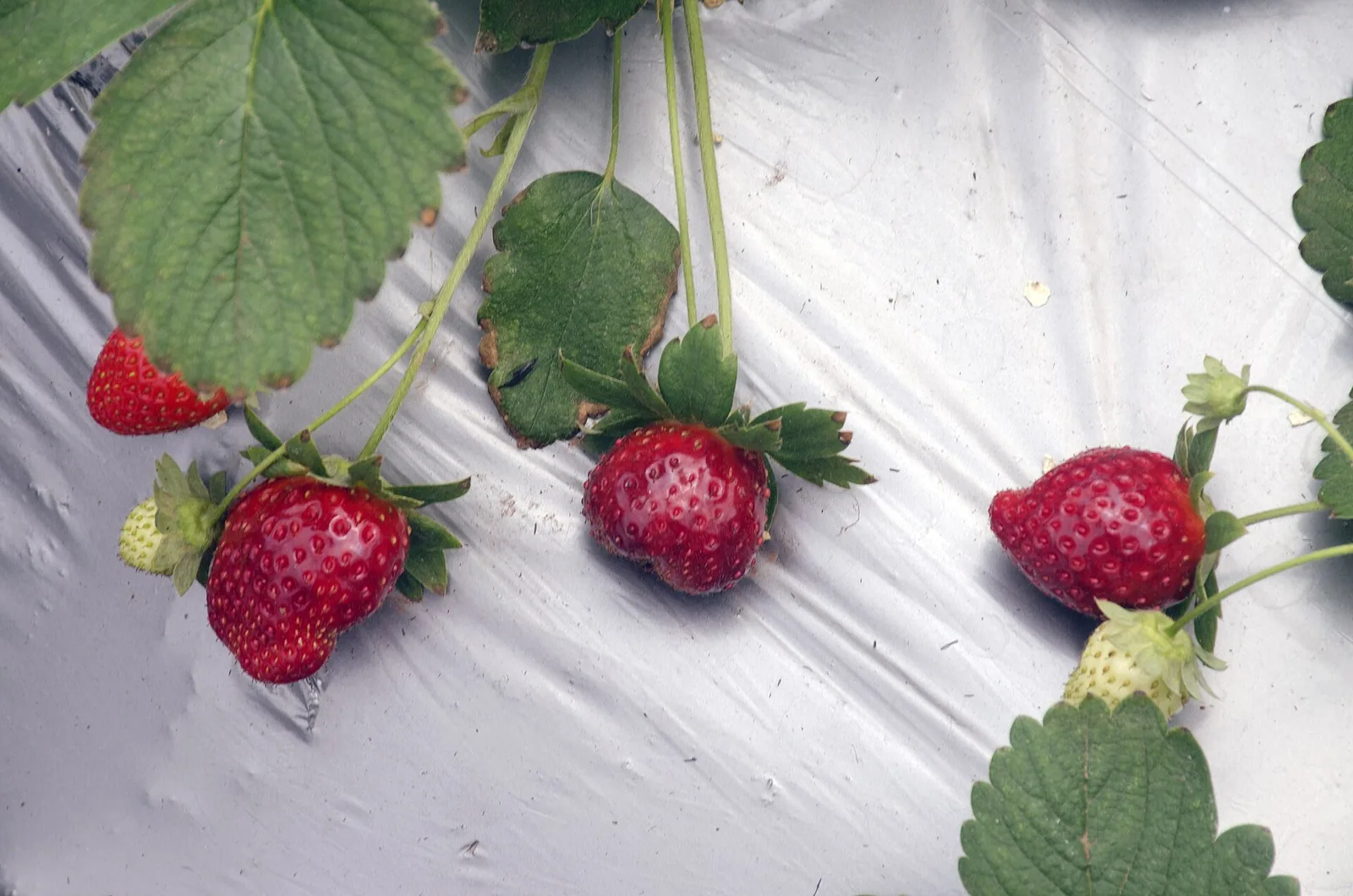Strawberry rows on a hill, ripe red berries glistening in Mahabaleshwar