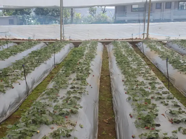 Strawberry farm with wooden fences and green foliage, ripe strawberries ready for picking in Mahabaleshwar