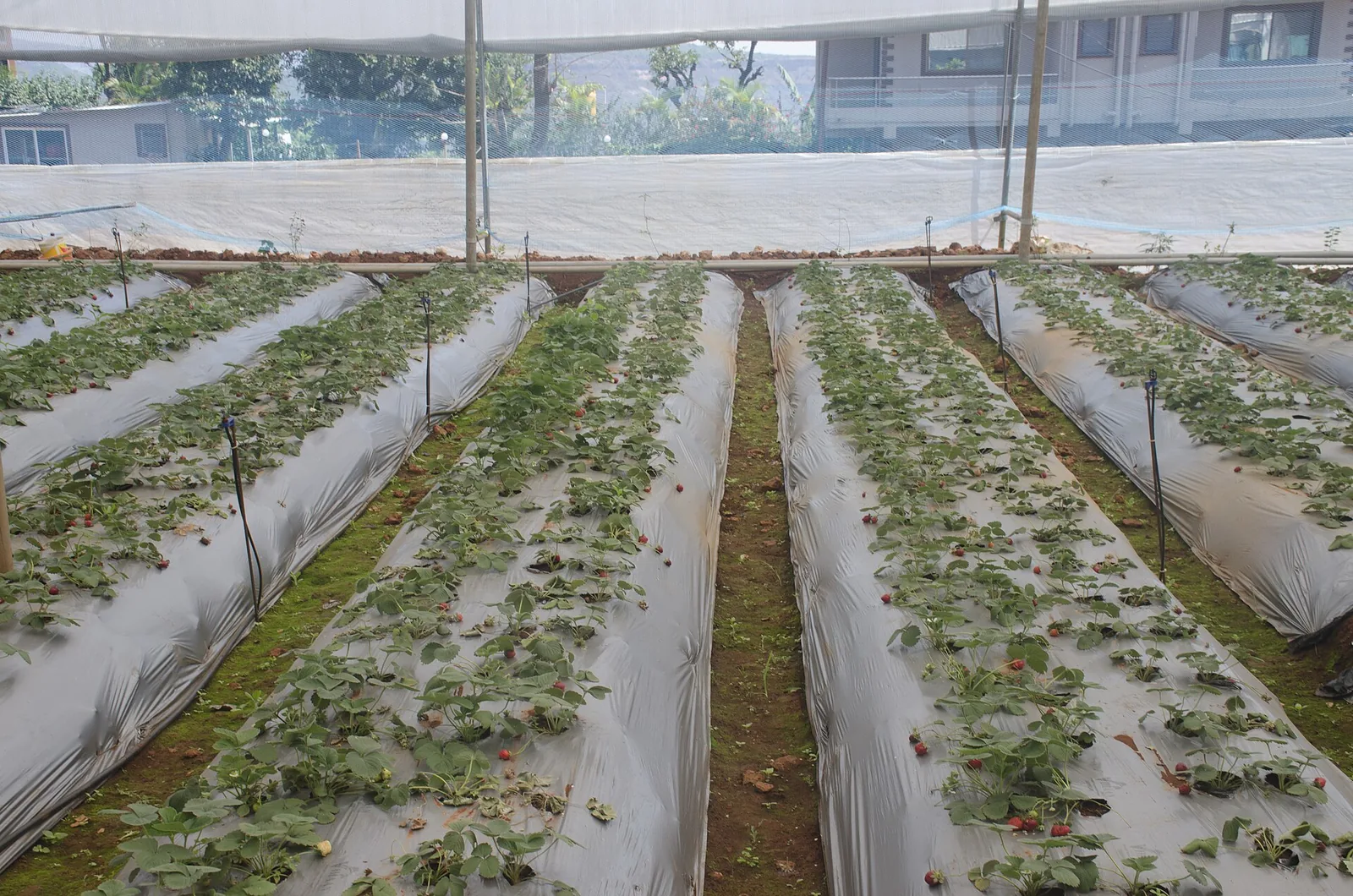 Strawberry farm with wooden fences and green foliage, ripe strawberries ready for picking in Mahabaleshwar