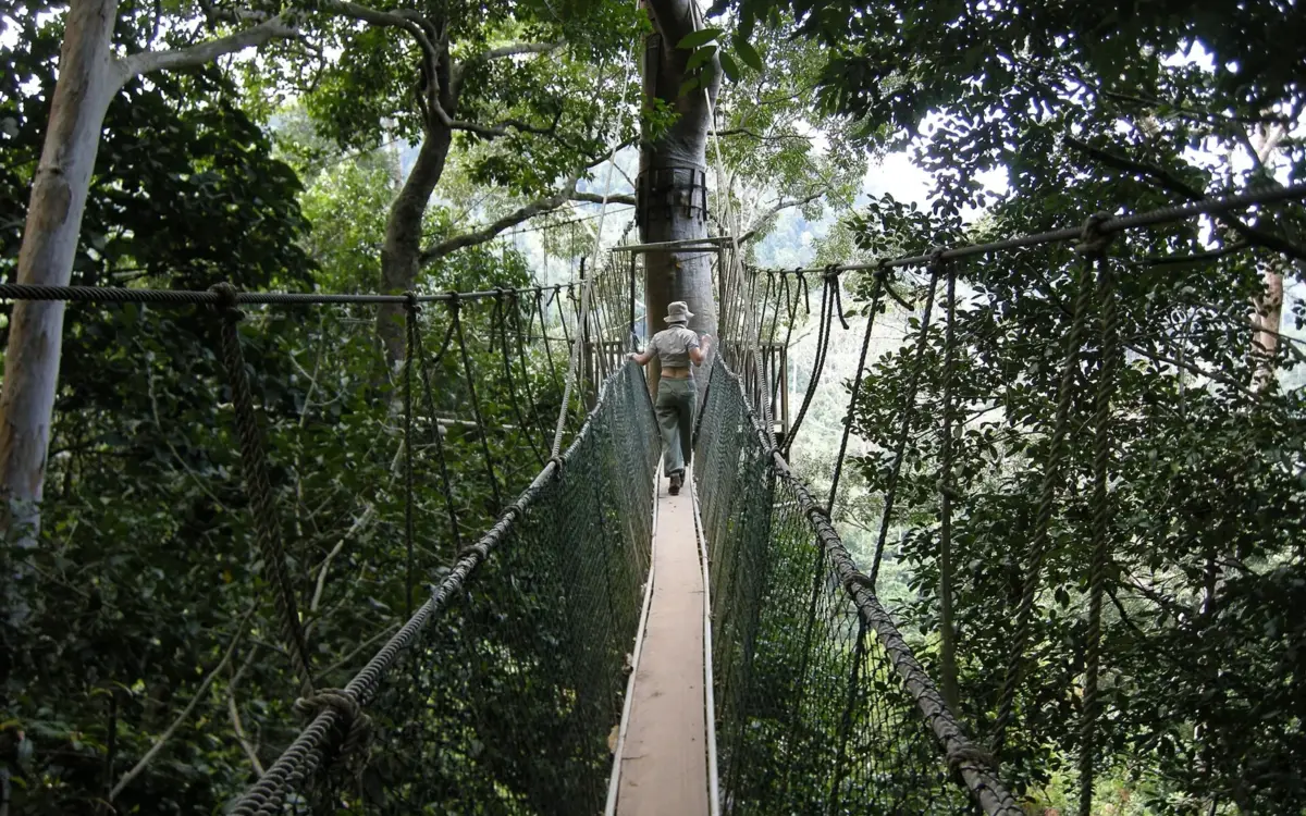 The canopy walkway through the rainforest at Taman Negara
