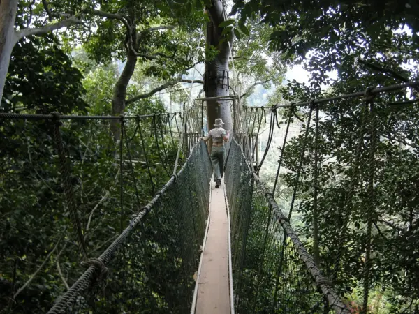 The canopy walkway through the rainforest at Taman Negara