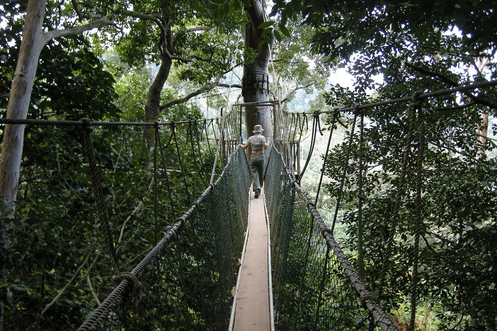 The canopy walkway through the rainforest at Taman Negara