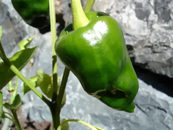 Mole poblano, Mexico