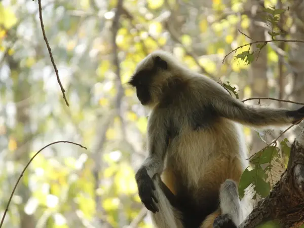 A troop of gray langurs perched on tree branches, long tails visible against a blue sky