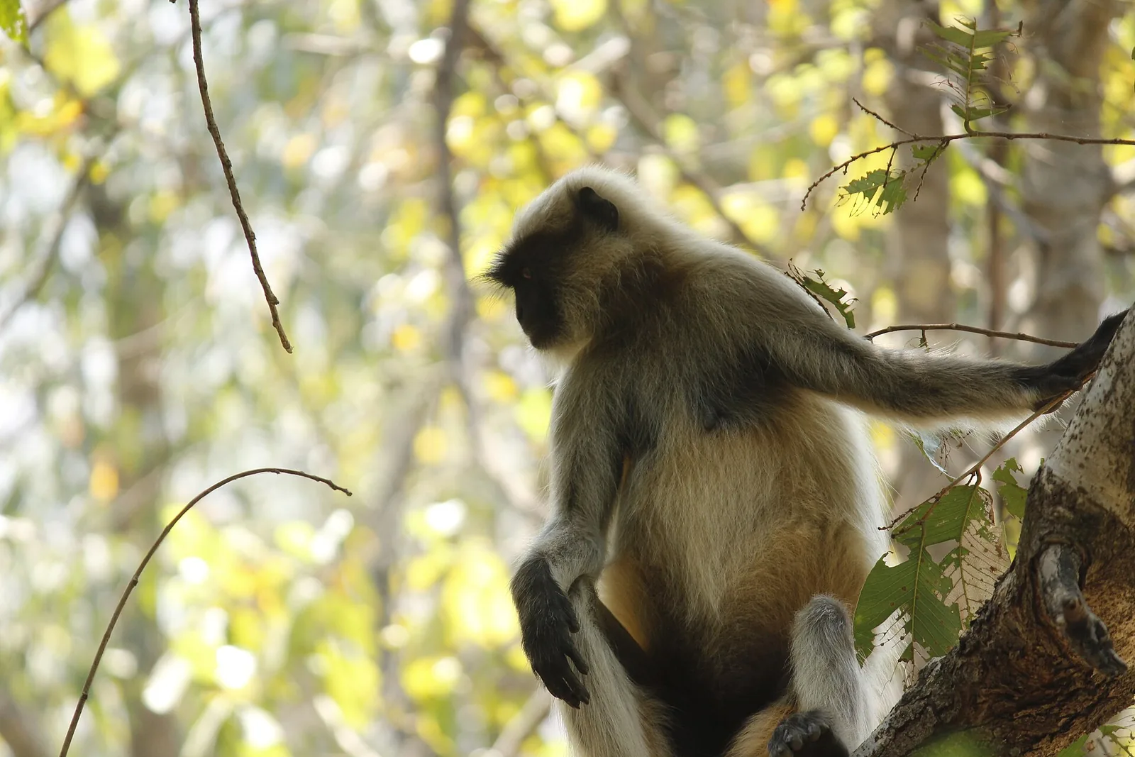 A troop of gray langurs perched on tree branches, long tails visible against a blue sky