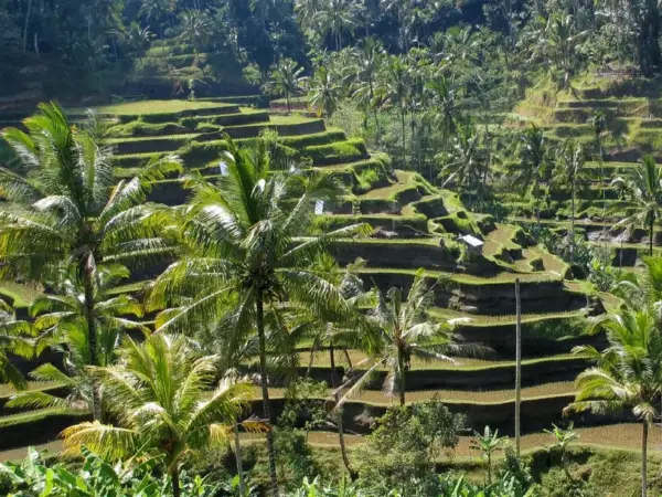 Bali, Singapore